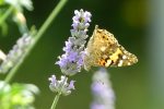 painted lady butterfly