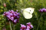 small white butterfly