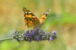 painted lady butterfly