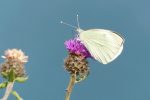 large white butterfly