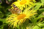 painted lady butterfly