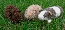 (image for) Fuzzy Guinea Pig amigurumi crochet pattern