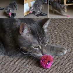(image for) Crinkle Ball Cat Toy DONATIONWARE craft tutorial